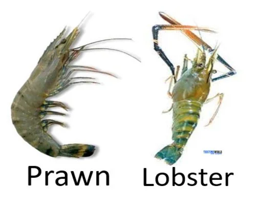 Difference Between Lobster and Prawn