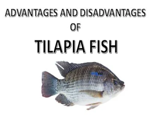 Advantages and Disadvantages of Tilapia Fish